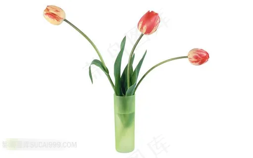 花瓶里的娇艳郁金香