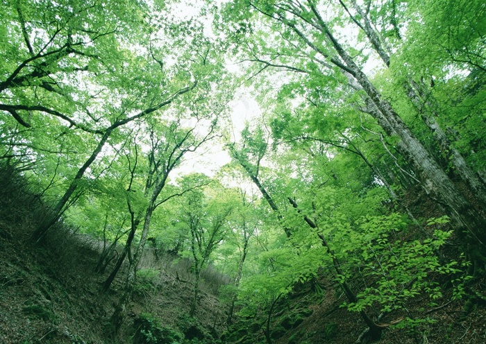 树木风景仰视图片素材