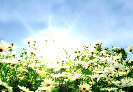 美丽的菊花图片下载 美丽的菊花图片下载