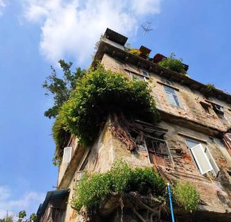 陈旧的房屋 长了树 飞机经过 蓝天白云