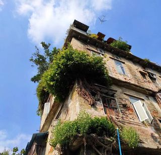 陈旧的房屋 长了树 飞机经过 蓝天白云