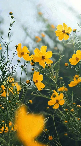 春天小黄花花朵阳光蓝天白云清新，立春惊蛰春分摄影图