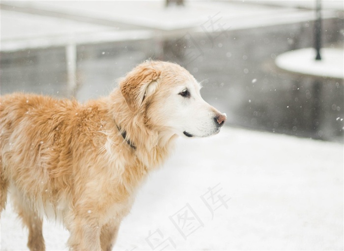 雪地里的宠物狗大图