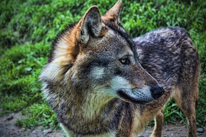 野生动物花斑狼图片