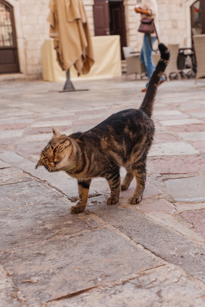 可爱猫咪猫猫摄影素材