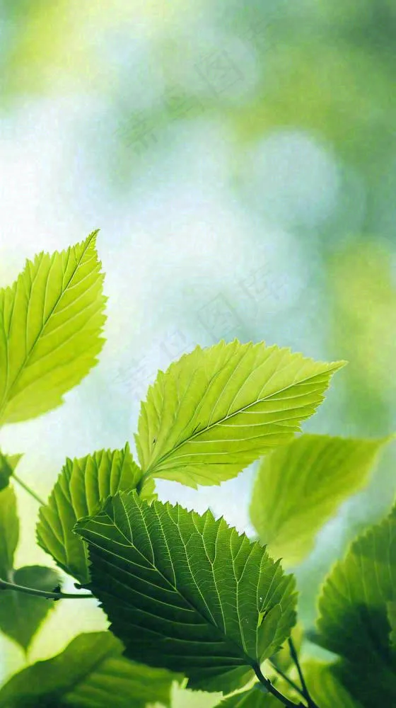 阳光明媚春天春意盎然嫩草，发芽，春分，立春摄影图(816x1456)