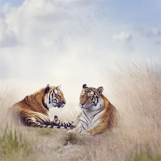 东北老虎图片唯美野生动物