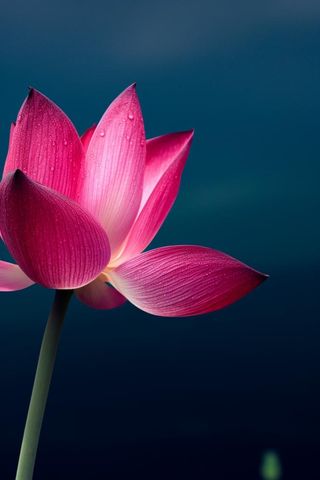 粉色唯美莲花大气背景
