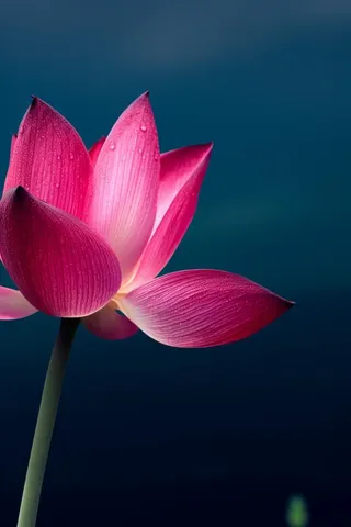 粉色唯美莲花大气背景