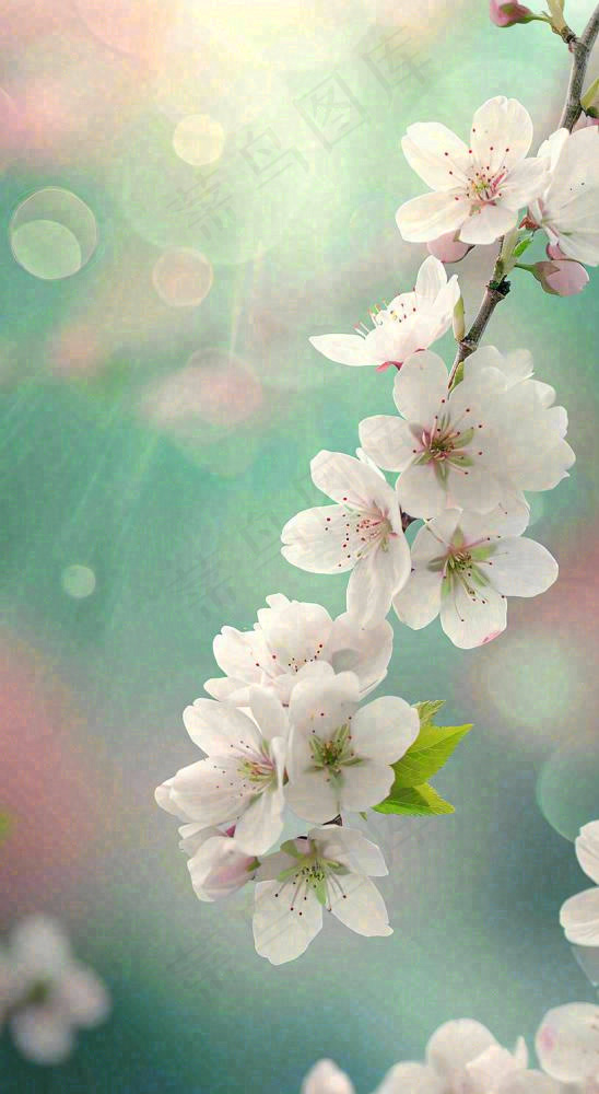 白色樱花花朵鲜花在阳光下，春天立春春分惊蛰摄影图(816x1488)