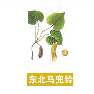 手绘草本中药药材东北马兜铃