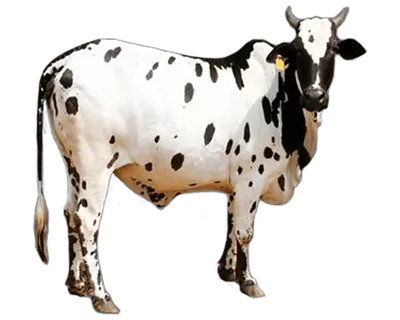 斑点牛现代农业