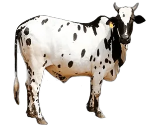 斑点牛现代农业