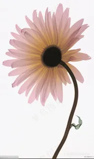 水彩菊花高清装饰画