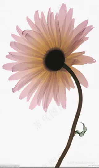 水彩菊花高清装饰画