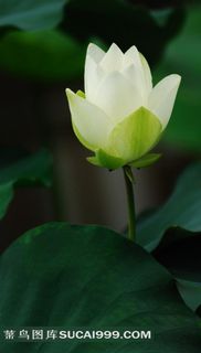 高清摄影图白色荷花