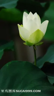 高清摄影图白色荷花