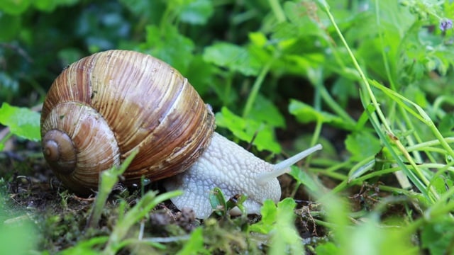 蜗牛, 自然, 外壳, 软体动物, 慢慢地, 探测, 螺旋