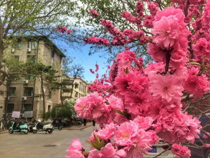 春天桃花绽放图片 春天桃花绽放图片