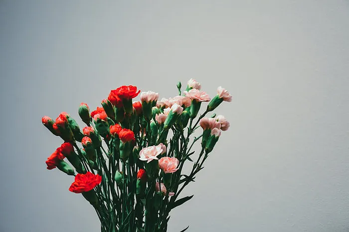 花朵 花束 植物 素材 (231)