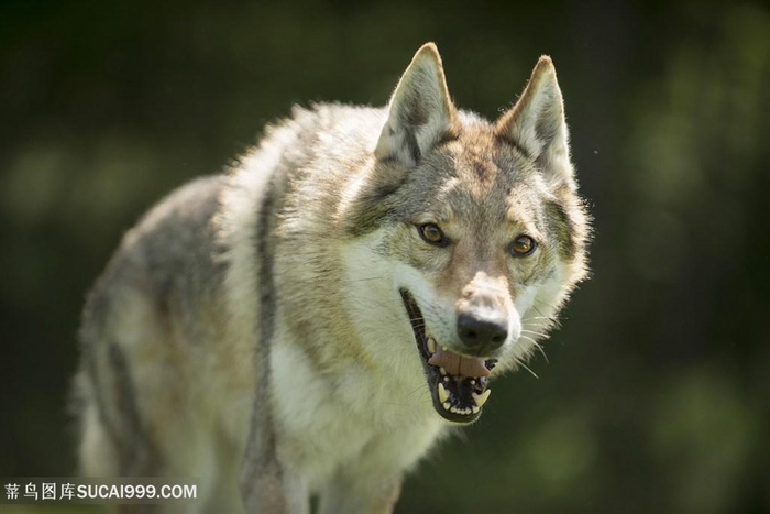 龇牙咧嘴的狼狗高清摄影图片
