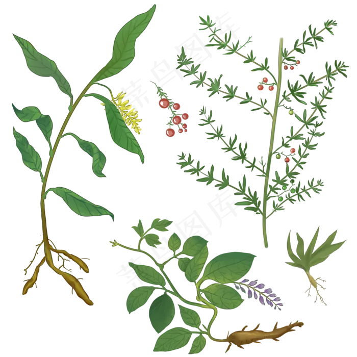 手绘草本中药药材