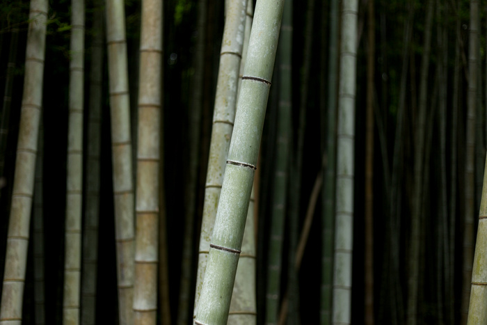 高清竹子竹林
