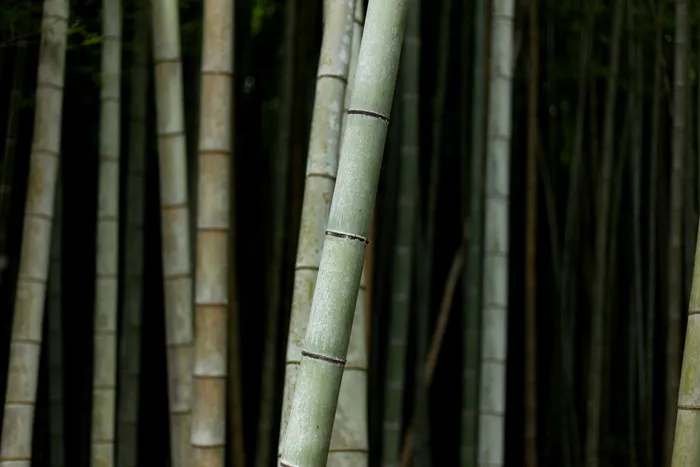高清竹子竹林