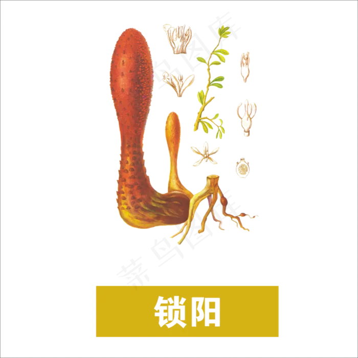 手绘草本中药药材锁阳