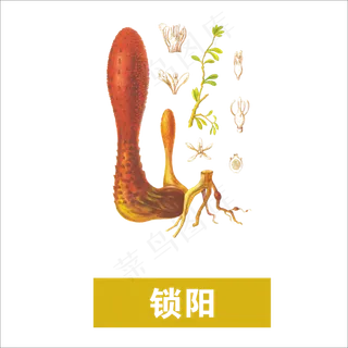 手绘草本中药药材锁阳