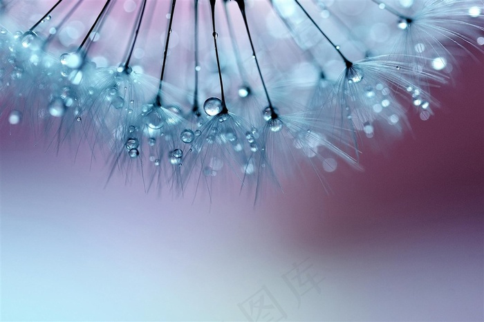 唯美水珠蒲公英鲜花图片
