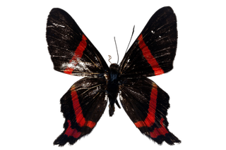 蝴蝶 彩蝶 花蝴蝶 动物 昆虫 免抠