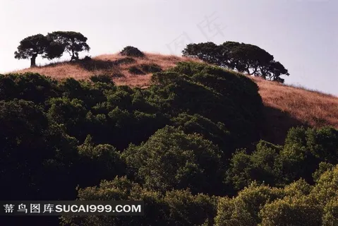 圆形小山和树林