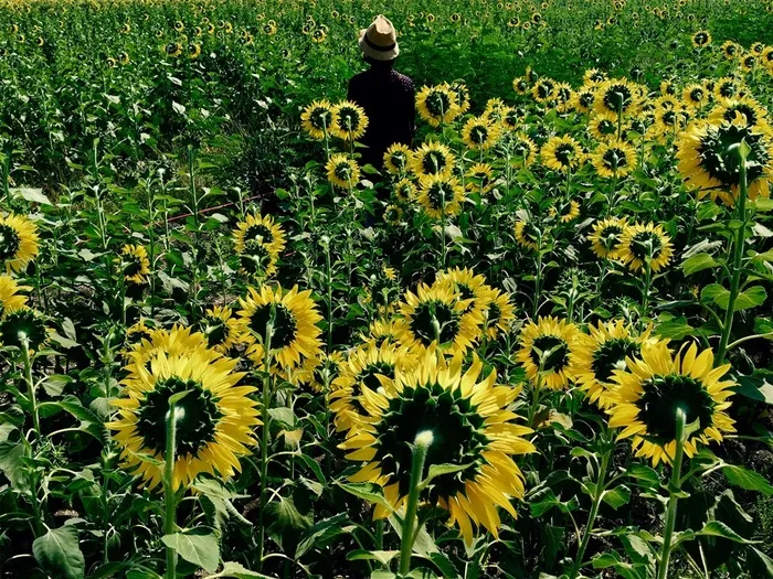 大片向日葵图片