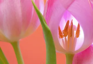 粉色郁金香特写图片