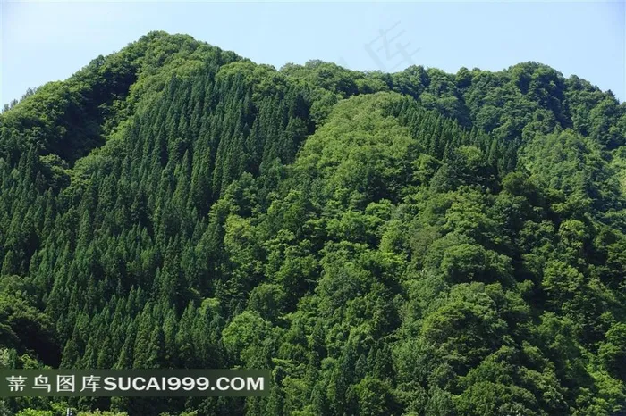 树林系列 - 壮观美丽的山林