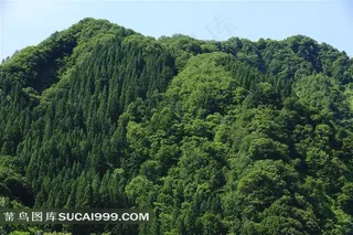 树林系列 - 壮观美丽的山林