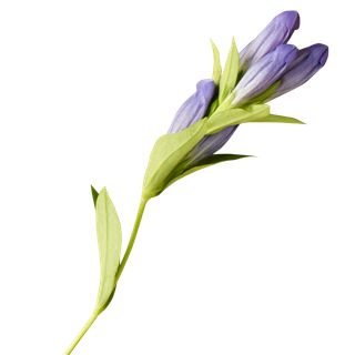 免抠紫色花朵素材