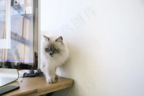 白色小猫咪图片 白色小猫咪图片