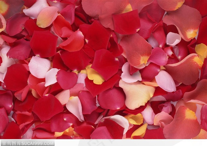 植物背景-美丽的玫瑰花瓣