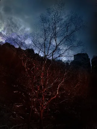 山谷中的红桦树