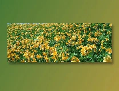 黄色百合花花海 黄色百合花花海