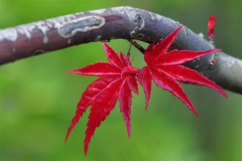 树枝上的红色枫叶图片 树枝上的红色枫叶图片