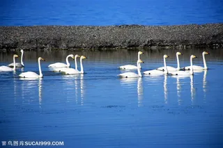 一群在水中游的天鹅
