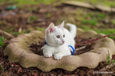 可爱白色家养猫咪图片 可爱白色家养猫咪图片