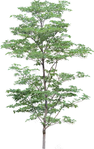 树木免扣图片 