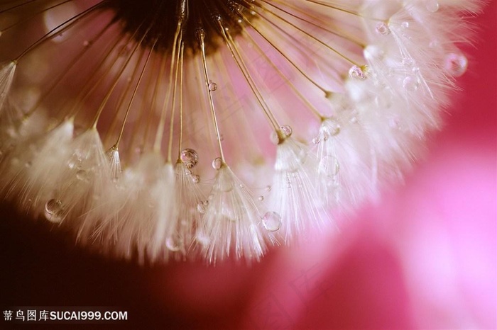 高清水滴蒲公英微距摄影鲜花图片