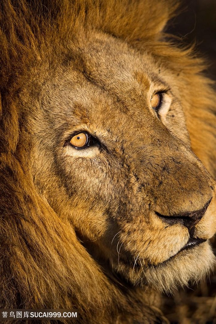 唯美野生动物慵懒的狮子图片