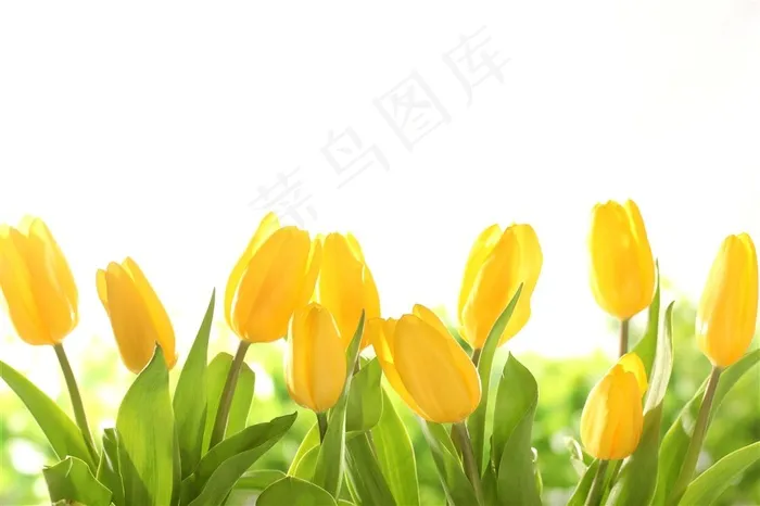 唯美黄色郁金香鲜花图片