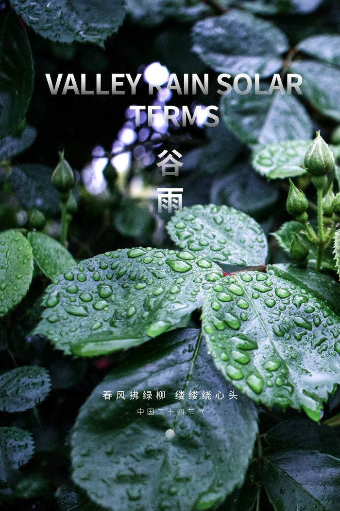 谷雨海报二十四节气谷雨广告